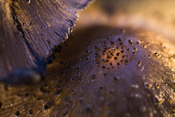 Macro shot of mushroom surface showing granular texture and earthy tones. Ideal for abstract backgrounds, organic design, or botanical reference.