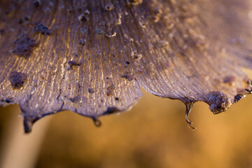 Macro view of a decaying mushroom cap showing fine ridges, dark spots, and organic texture. Ideal for abstract backgrounds, nature design, or botanical reference.
