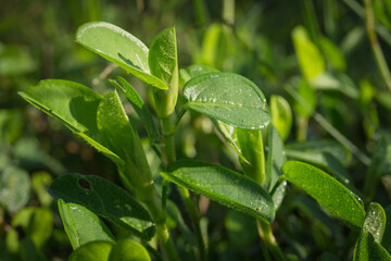 Close-up of Alyce clover leaves with water droplets, grown as forage for livestock. Fresh green foliage in natural light, ideal for agricultural and botanical use.