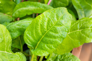 Organic Healthy Rainbow Swiss Chard