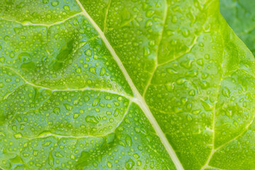 Organic Healthy Rainbow Swiss Chard