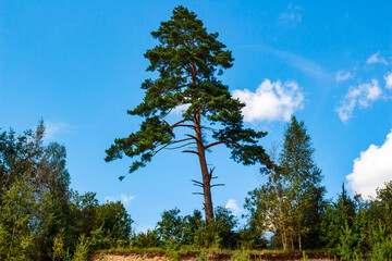 A majestic solitary pine tree dominates the frame, reaching towards a bright blue sky dotted with soft white clouds. Lush green forest edges line the horizon