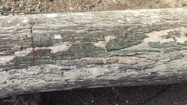 angsana wood texture