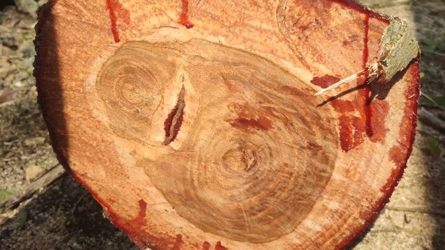 angsana wood texture