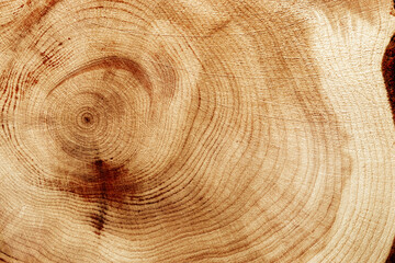 Naklejka premium Wooden annual rings texture natural background, circle shape of wood timber as nature pattern. Cross-section of juniper. Wooden aesthetic texture fon, environmental design, plain natural surface