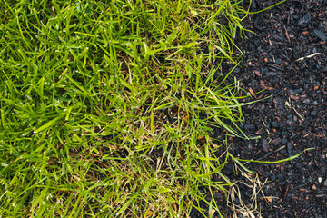 green grass and bare soil patch with grass seeds close up landscape concept