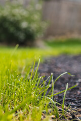 green grass and soil patch with backyard bokeh soft focus landscape