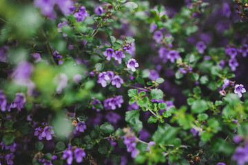 Obraz premium Australian native oregano prostanthera rotundifolia round leaf mint bush plant with purple flowers