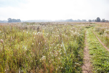 Obraz premium A serene dirt track winds through a vast autumn meadow, adorned with wild grass and white fluffy plants under a hazy morning sky. Distant trees line the peaceful horizon
