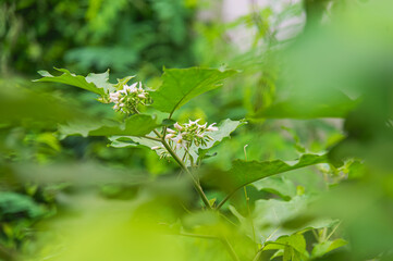 Delicate bouquets of white and pale purple flowers bloom beautifully on a vibrant eggplant bunch. Soft sunlight filters through the surrounding leaves, creating soft shadows and light.