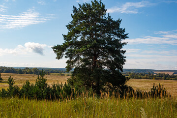 A majestic solitary pine tree dominates a golden summer field under a bright blue sky with wispy clouds. Tall dry grass in the foreground leads to distant forests and open landscapes