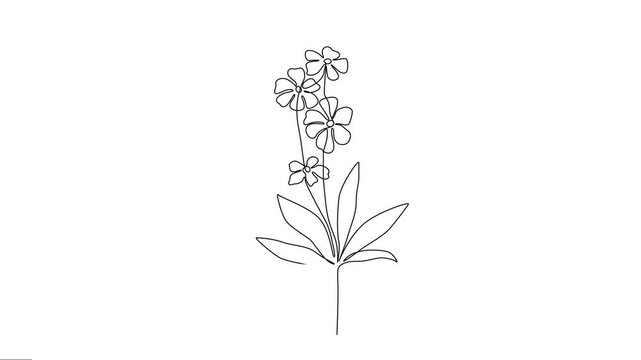  Animated flowers with levaes line art video. 