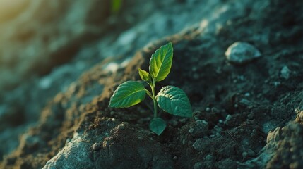 Tiny green sprout emerging from rough textured rock in soft sunlight