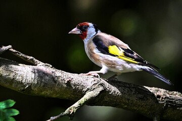 Fototapeta premium European Goldfinch Bird Perched on Tree Branch in Natural Sunlight