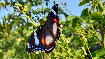 Vibrant Great Eggfly Butterfly with its Wings Spread on Green Leaves and Small White Tropical Flowers. 