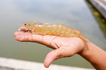 Fresh, raw Pacific white shrimp (Litopenaeus vannamei) in hand at an aquaculture farm.