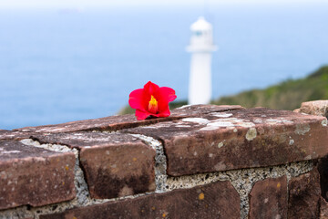 Red Camellia Japonica flower on brick wall with blurred background of white lighthouse and blue ocean at Cape Ashizuri, Kochi, Japan