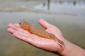 Fresh, raw Pacific white shrimp (Litopenaeus vannamei) in hand at an aquaculture farm.