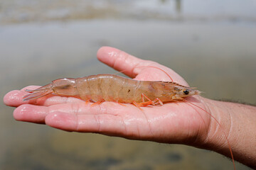 Fresh, raw Pacific white shrimp (Litopenaeus vannamei) in hand at an aquaculture farm.