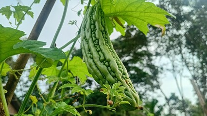 Close up of bitter melon in the garden