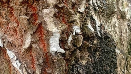 Tree bark texture 