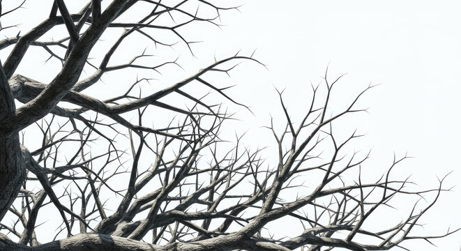 Stark Bare Tree Branches Against Bright White Sky.