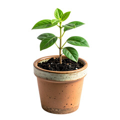 Green Potted Plant on Transparent Background, A Symbol of Growth and Freshness