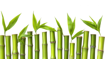 Close up of green bamboo stalks with leaves against a black background on transparent background