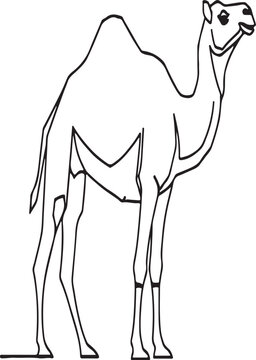 Camel Line Icon &ndash; Minimal Outline Desert Animal Vector