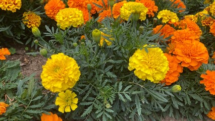 鮮やかなマリーゴールド