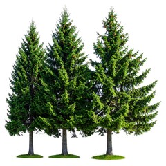 Obraz premium Three evergreen trees with green needles and brown trunks isolated on white