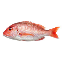Red Snapper Fish Transparent Background Fresh Raw Seafood Cooking Preparation Marine Life Ocean Fishing Angling Healthy Culinary Ingredient
