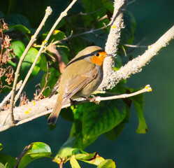 robin on a branch