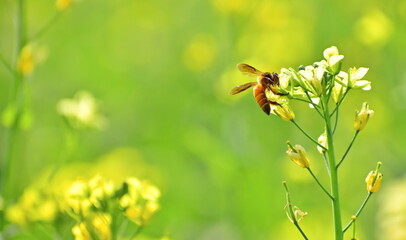 Wide Shot of a Honey Bee Collecting Nectar from Mustard Flowers in Bloom — Nature and Pollination Concept