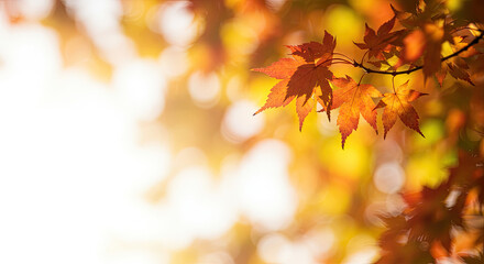 Fototapeta premium Vibrant Autumn Maple Leaves Branch Sunlight Season Change.
