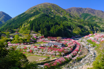 花桃の里　長野県阿智村