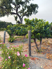 Grape harvest. Vineyards with grapevine in the evening sun. Large bunches of grapes hang from an old vine. High quality photo