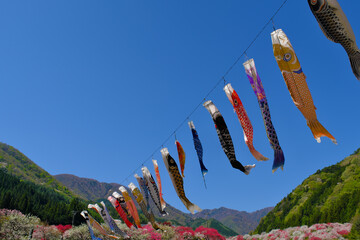 鯉のぼり舞う花桃の里　長野県阿智村