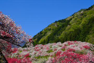 花桃の里　長野県阿智村