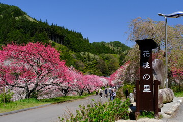 花桃の里　長野県阿智村