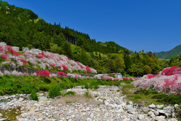 花桃の里　長野県阿智村