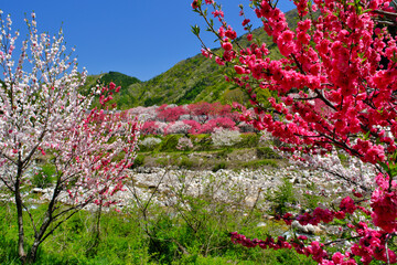 花桃の里　長野県阿智村