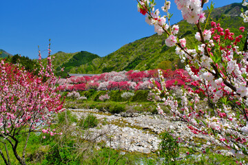 花桃の里　長野県阿智村