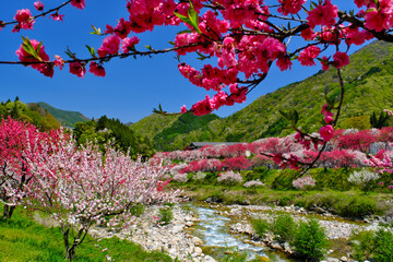 花桃の里　長野県阿智村