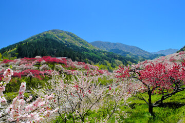 花桃の里　長野県阿智村