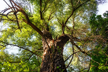 Looking up at a majestic tree with vibrant green leaves against a bright sky. The gnarled trunk and...
