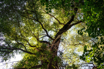 Looking up through a vibrant forest canopy on a sunny day. Green leaves and sturdy tree branches create a natural, refreshing perspective