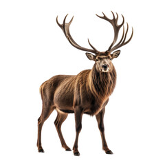 Obraz premium Majestic brown stag with large antlers, on black
