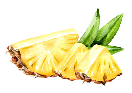 Ripe pineapple fruit, fresh pieces. Hand drawn watercolor illustration, isolated on white background