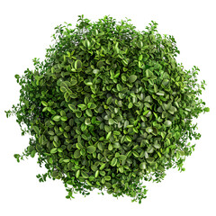 Naklejka premium Perfectly round green bush, isolated on transparent background